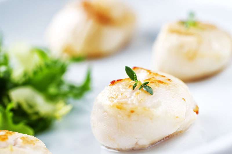 Seared Scallops on a plate with side salad